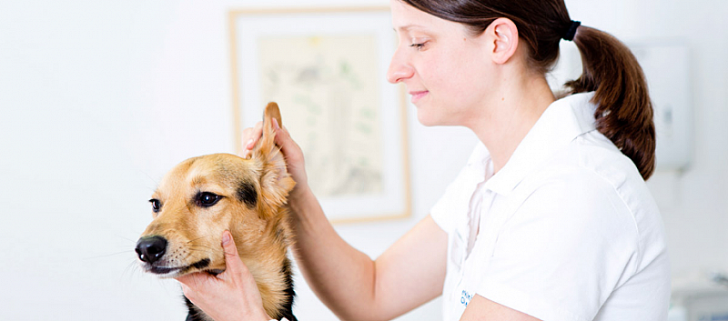 Tierklinik Oberhaching Tierarzte Tierarzt Oberhaching Auf Muenchen De