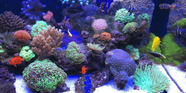 Aquaristik-Center-Ost München