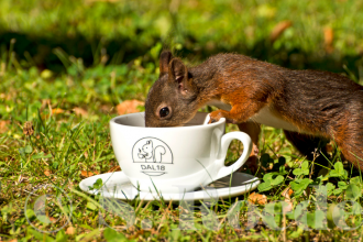 Unser Kaffe - DAL 18