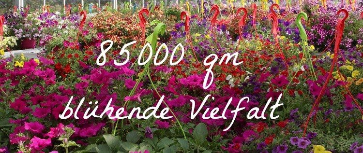Bayerische Blumen Zentrale Geschenke U Geschenkartikel Vaterstetten Auf Muenchen De