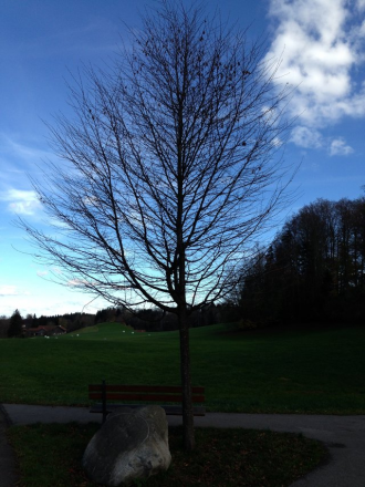 Bepflanzung Bäume und Sträucher