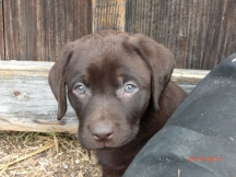 Lindlbauer Labradorzucht  Hundezucht M nchen und Umland 