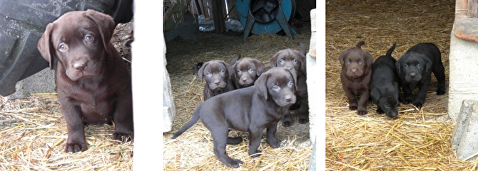 Lindlbauer Labradorzucht Hundezucht Munchen Und Umland Auf Muenchen De