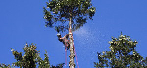 Baumpflege Elster Seilklettertechnik