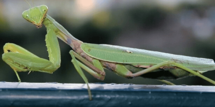 MANTIS Schädlingsbekämpfung