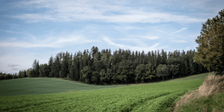 Waldruh Amperland – Bestattungswald