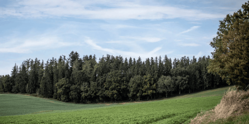 Teaser Waldruh Amperland - Bestattungswald